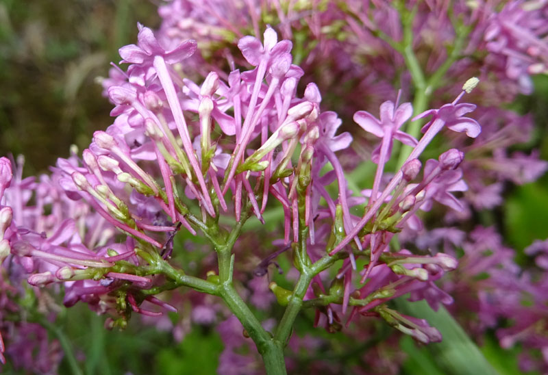 Centranthus ruber - Caprifoliaceae